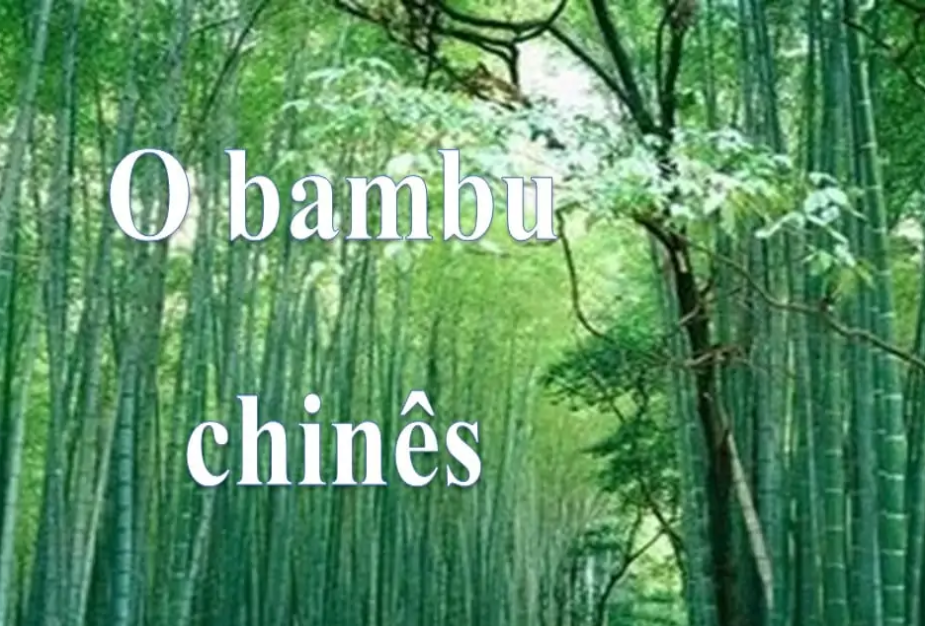 O bambu chinês
